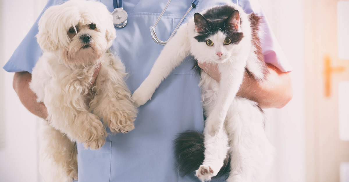 vet holding dog and cat in arms